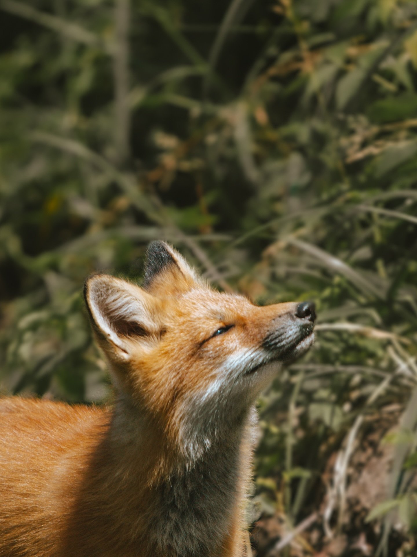 🦊 @reseausepaq 
.
.
.
.
.
#reseausepaq #sepaq #lebic tourismedaventure #photographietouristique #tourismphotography #tourismphotographer #adventurephotographer #adventure #internationalphotographer #photographer #tourism #travelphotographer #adventu