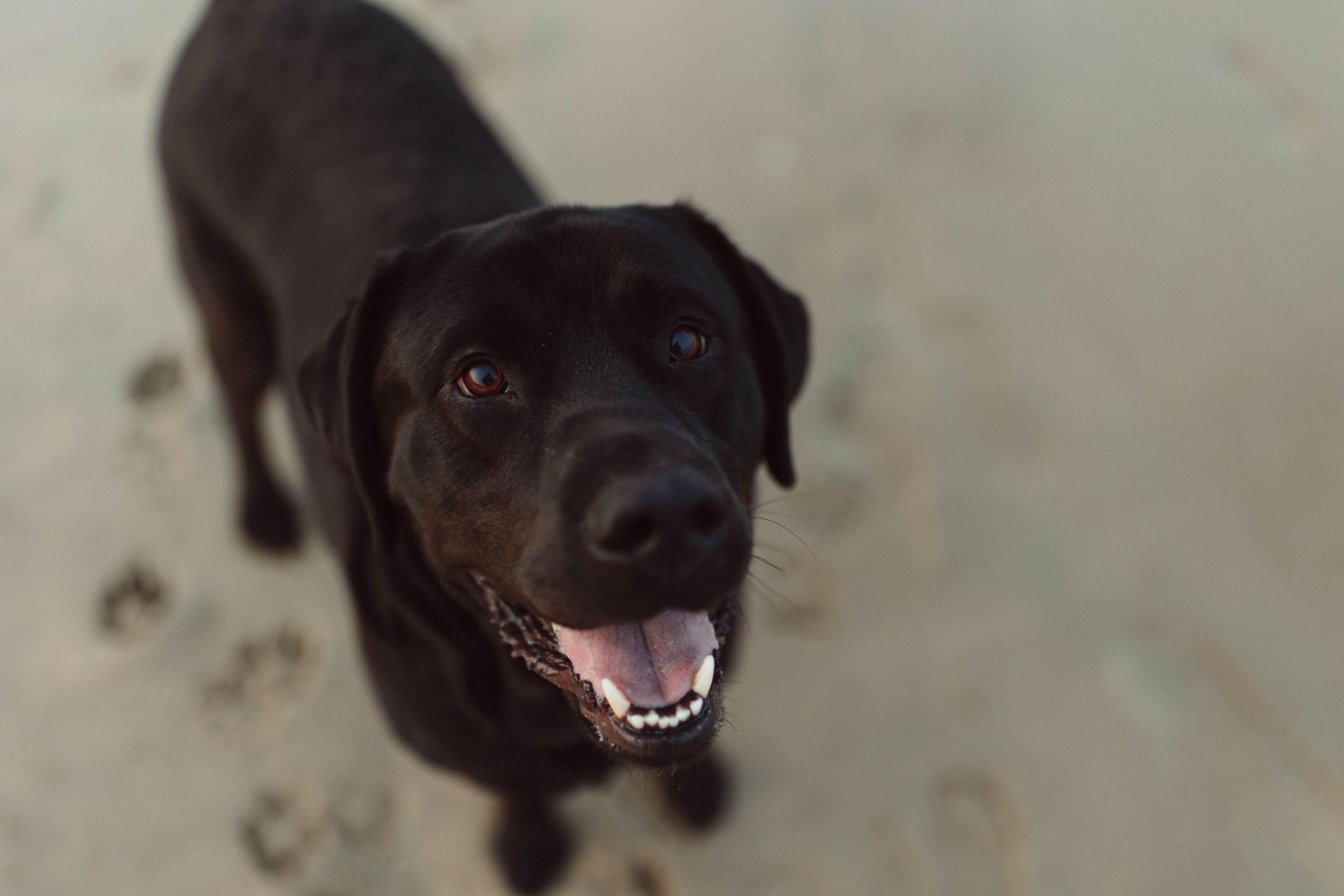 black lab stands on beach smiling up at camera