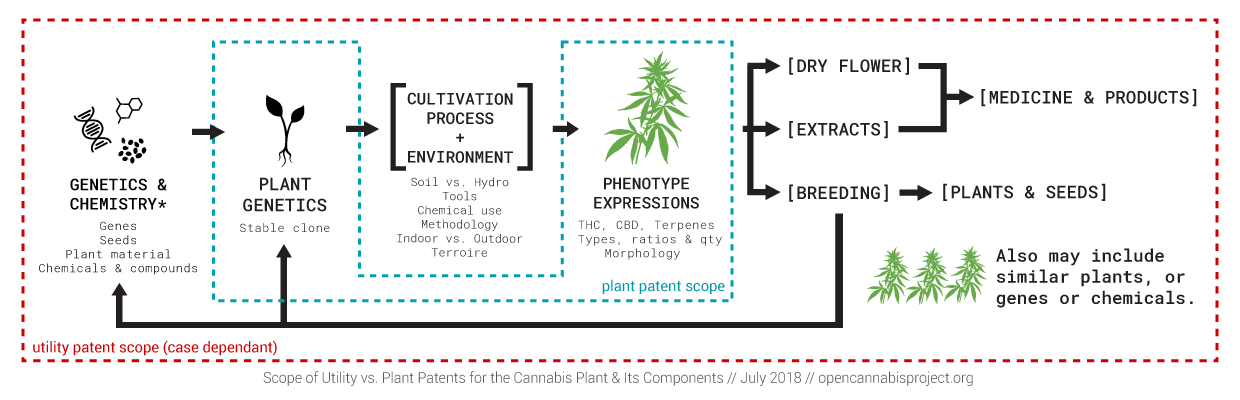 utility-patent-vs-plant-patent.png