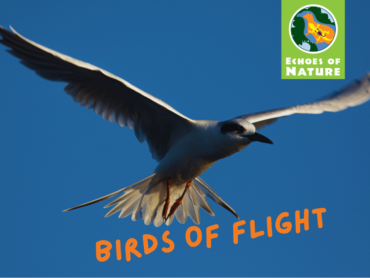 STEAM Sunday: Birds of Flight