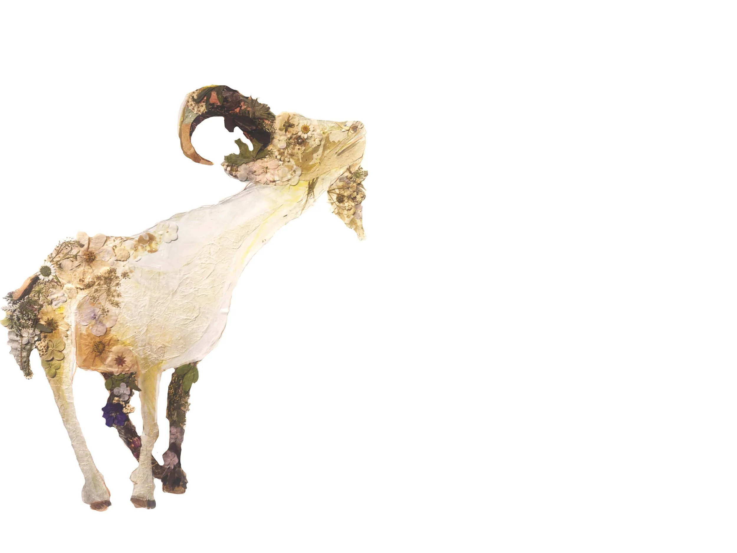 Unicorn_3 - Caitlin Gill.jpg