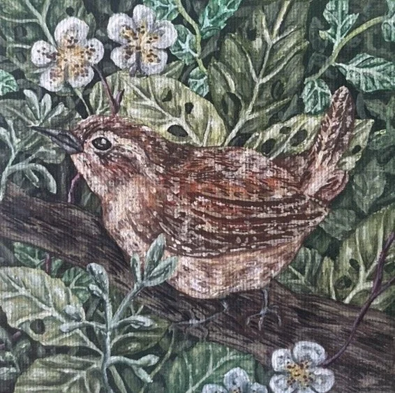 Carolina Wren 4x4inches - Hailey Hagan (1).jpg