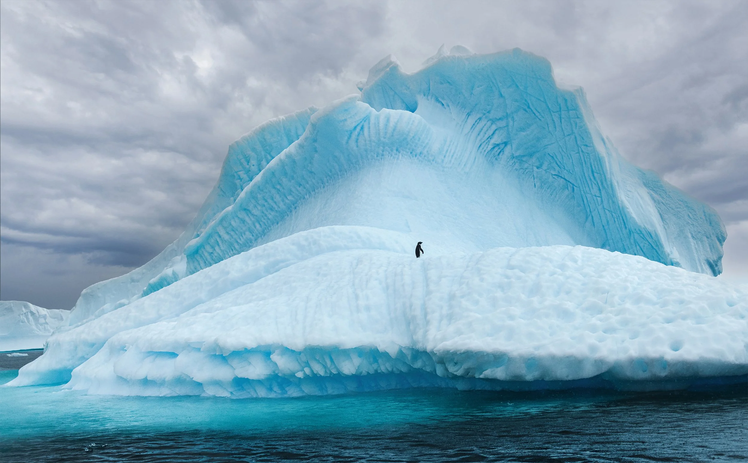Adelie iceberg - Peter West (1).jpg