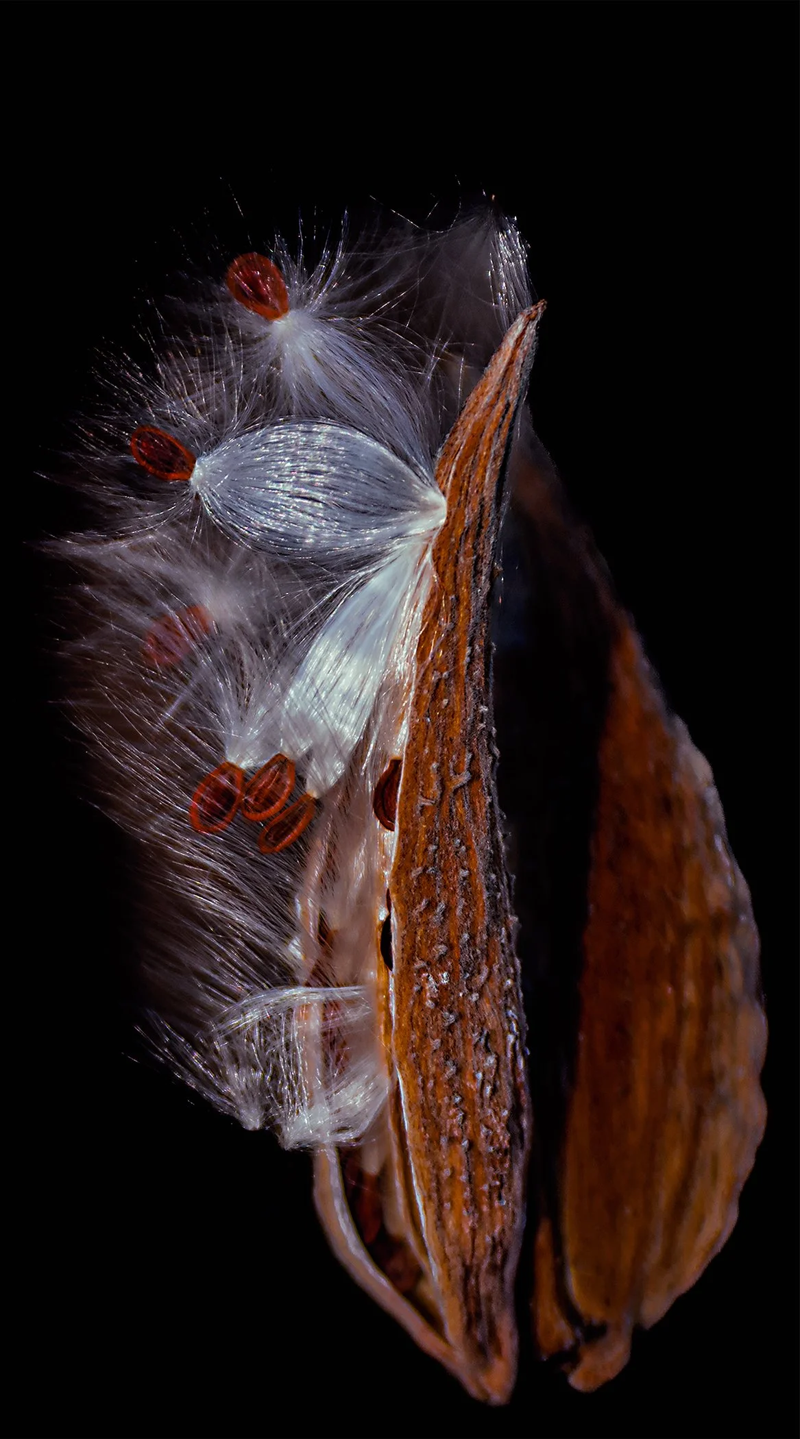 Still Life Shenandoah milkweed.jpg