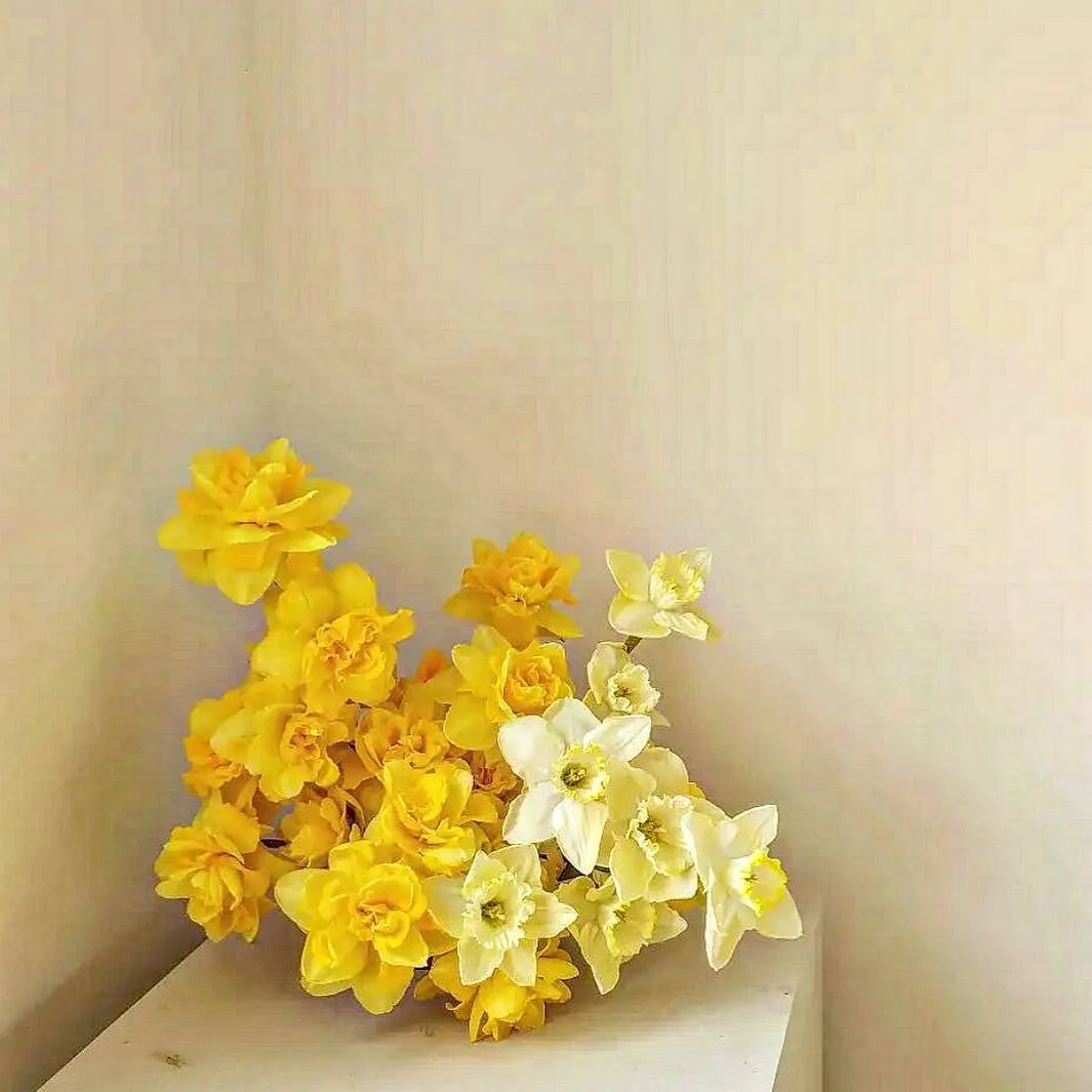 waking up to spring 🌼 daffodils forever #repost @ecrufloral