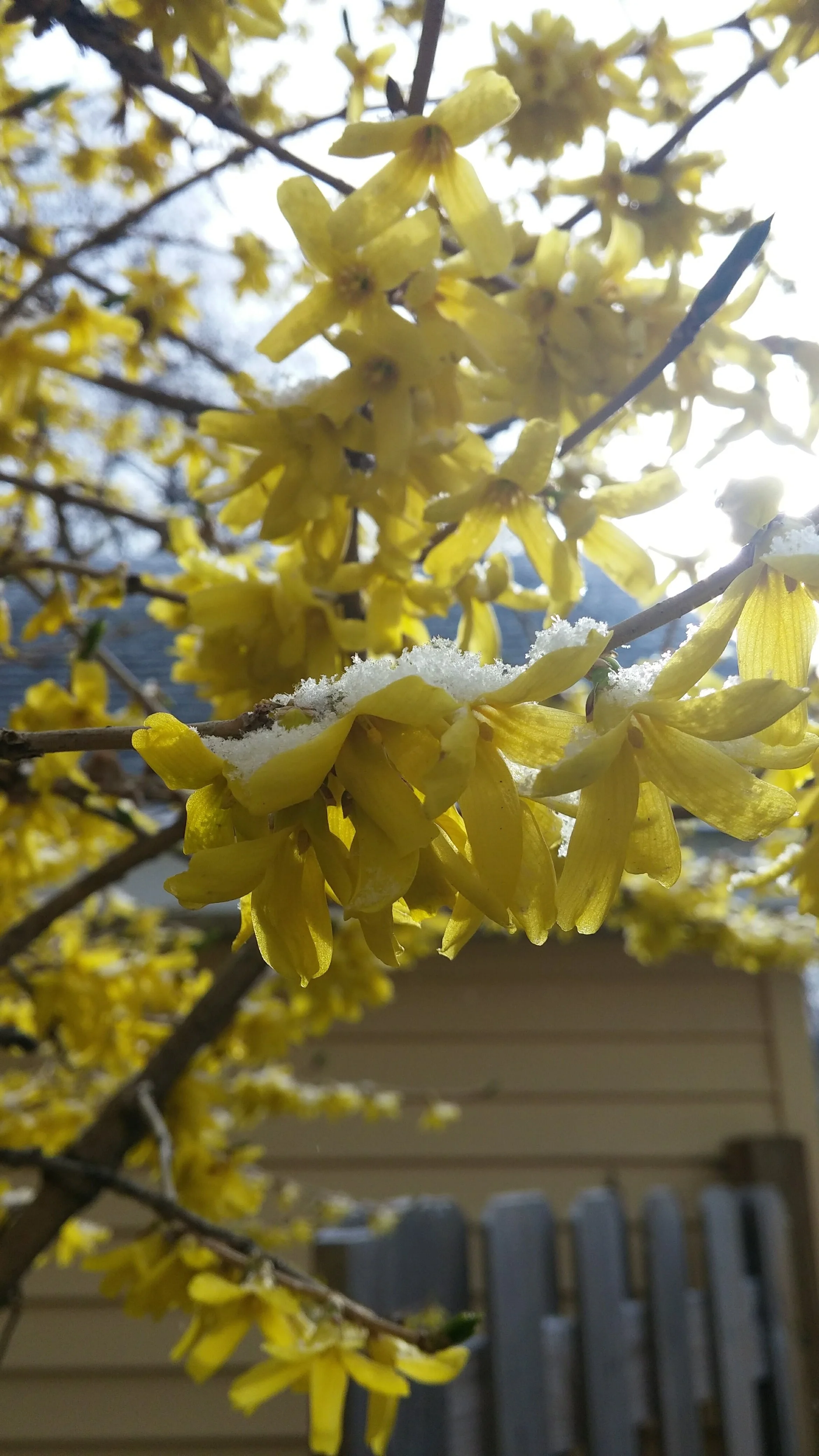 Morgan's Tree Service gallery 7