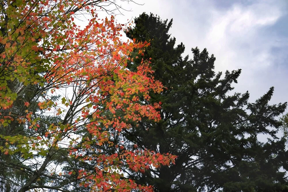 Morgan's Tree Service gallery 8