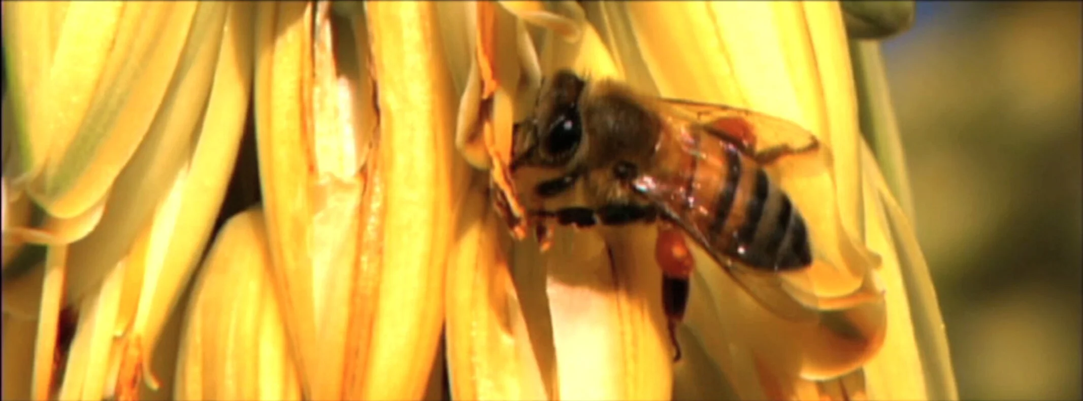 nutrilitebee.jpg