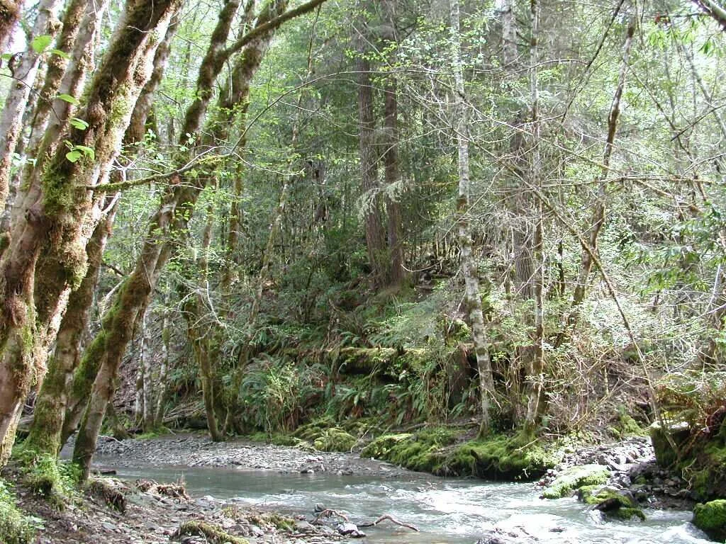 CM_Hoagland_Creek.jpg