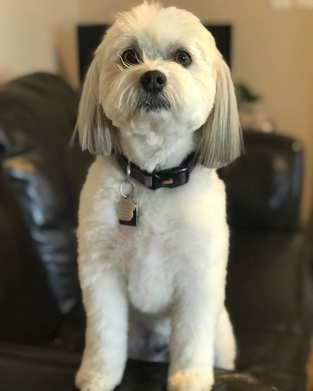 Beautiful Belle😍 #yycdogs #calgarydogs #dogsofinstagram #petkit #dog #pet