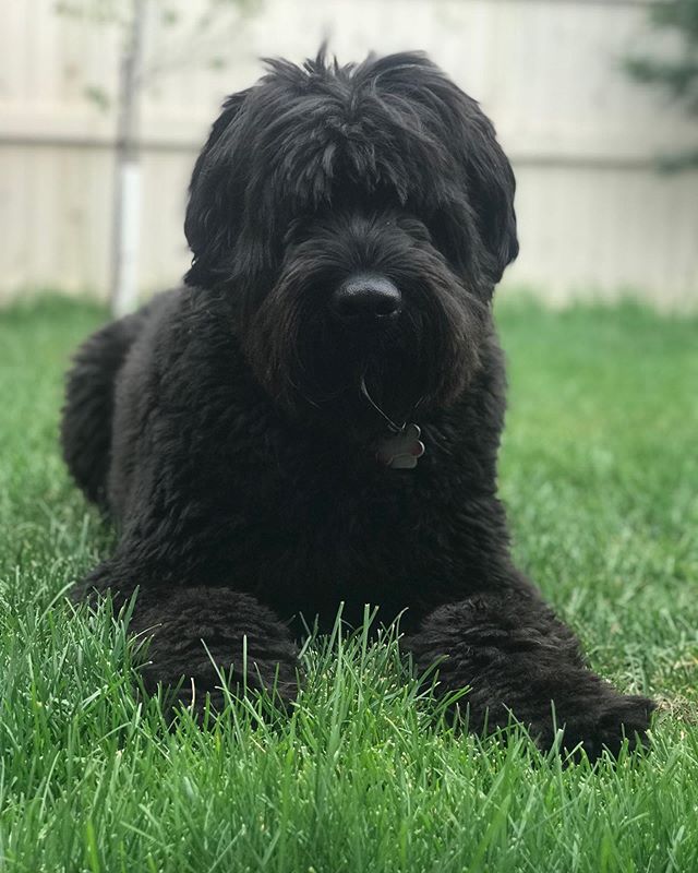 Meet one of our newest members! VADER, he&rsquo;s a magnificent bouvier ❤️ such a gentle giant! #bouviersofinstagram #dogs #pet #dogsofinstagram #calgarydogs #yycdogs #dogwalker #petcare #doghealth #training #yyc