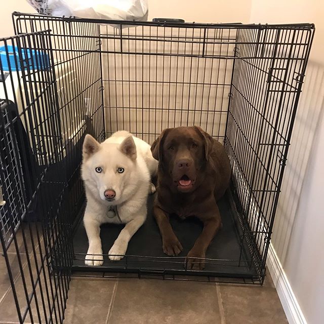 These two met a couple days ago and became instant best buds ❤️ #dogfriends #husky #huskyofficial #dogsofinstagram #yycdogs #calgarydogs #dog #pet #dogwalker #petsittwr
