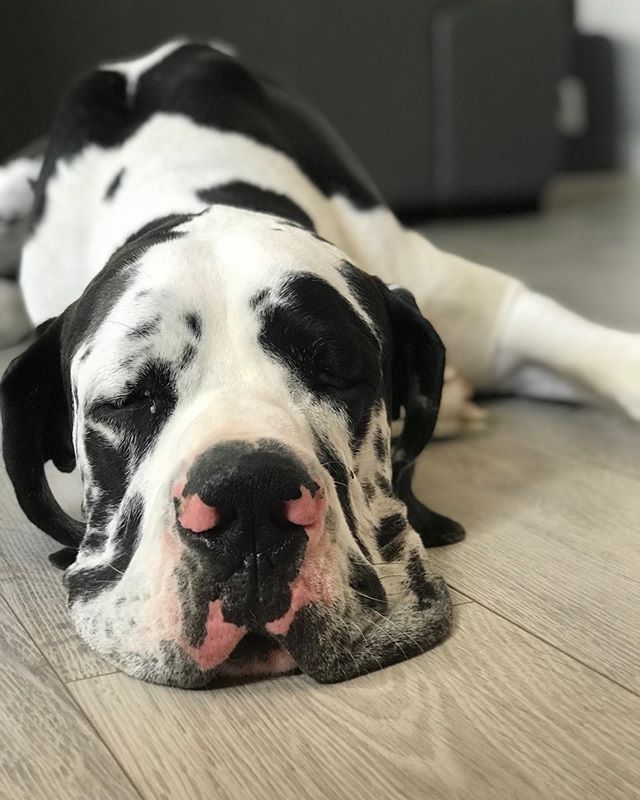 Lazy Saturday ❤️ ft Apollo ❤️ #europeangreatdane #greatdane #dogsofinstagram #dog #pet #yyc #yycdogs #calgarydogs