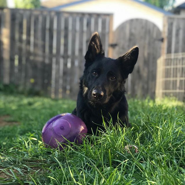 Good morning everyone! Rebel and I hope everyone had a great long weekend and enjoyed some family time before your kiddies go back to school and summer is almost to an end 😓 
We are officially back from our vacation and can&rsquo;t wait to see all t