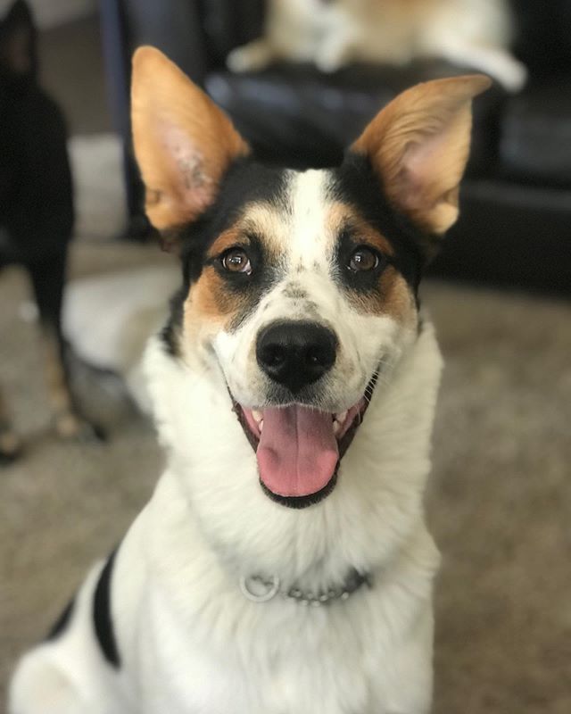 Miller is here hanging out with the crew this past weekend! ❤️ #dogsofcalgary #yycdogs #dogsofinstagram #pet #dog