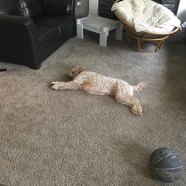 Missing the pack while we are on vacation! Scrolled through my photos and saw this photo of miss Scarlett 😂 can&rsquo;t wait to see everyone in a week❤️ #aussiedoodle #dogsofinstagram #yycdogs #dogsofcalgary yycdogwalker