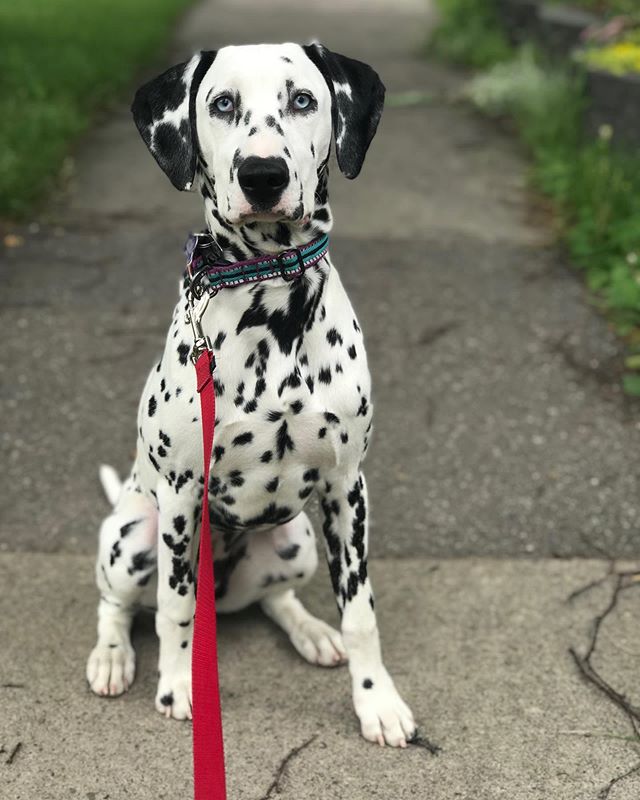Meet Ellie- newest member of the pack! We can&rsquo;t wait to introduce her to the crew❤️ #dalmatian #dalmationsofinstagram #yycdogs #calgarydogs #dogsofinstagram