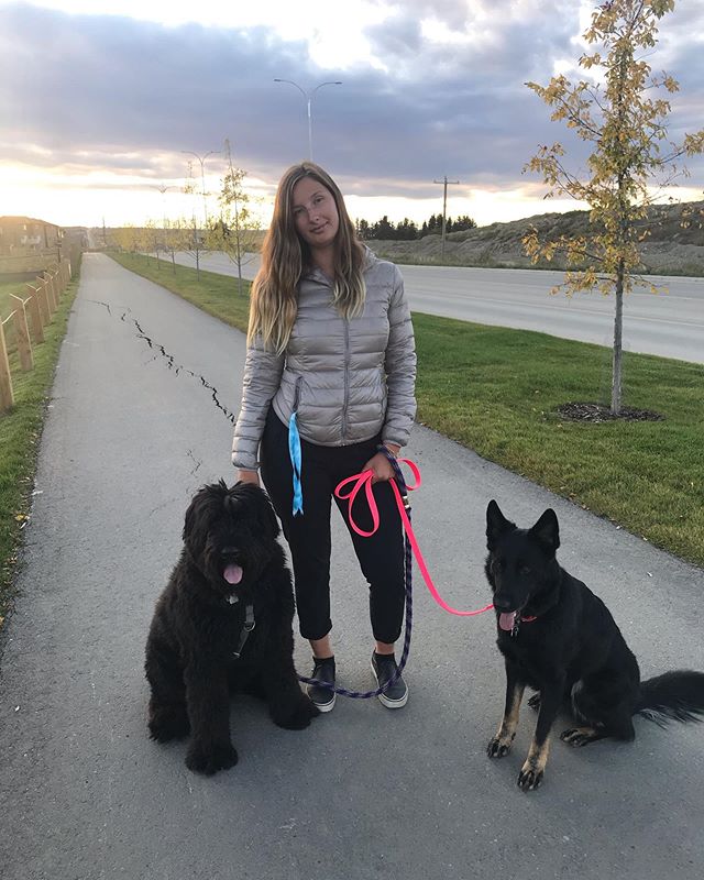 Vader, Rebel and I out for an evening walk- nothing like enjoying the last couple days of good weather before it snows this weekend 🥶 #dog #pet #dogsofinstagram #yycdogs #calgarydogs #petsofinstagram #bouviersofinstagram #germanshepherd #dogwalker #