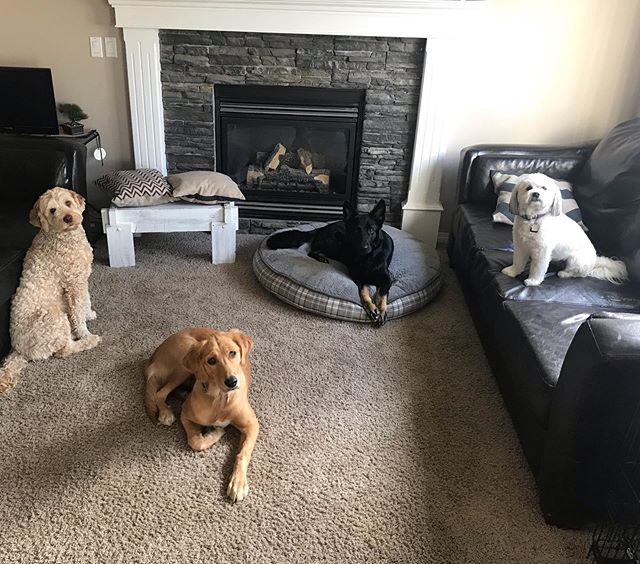 They are like k Lady, snap the pic- hand over the treat, would yah?&rdquo; #westpaw #kong #dogtreats #bratpack #dogsofinstagram #dogwalker #doggydaycare #petsitter #dogsofyyc #calgarydogs #smallbusiness