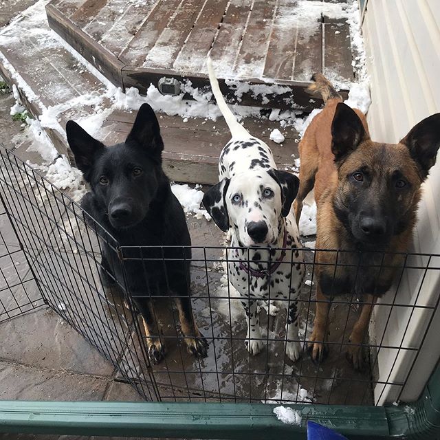 The FOMO team 😂 #dalmatian #malinois #germanshepherd #dogsofyyc #calgarydogs #yycdogs #doggydaycare #dogboarding #dogwalking #supportlocal #dog #pet #workingdogs