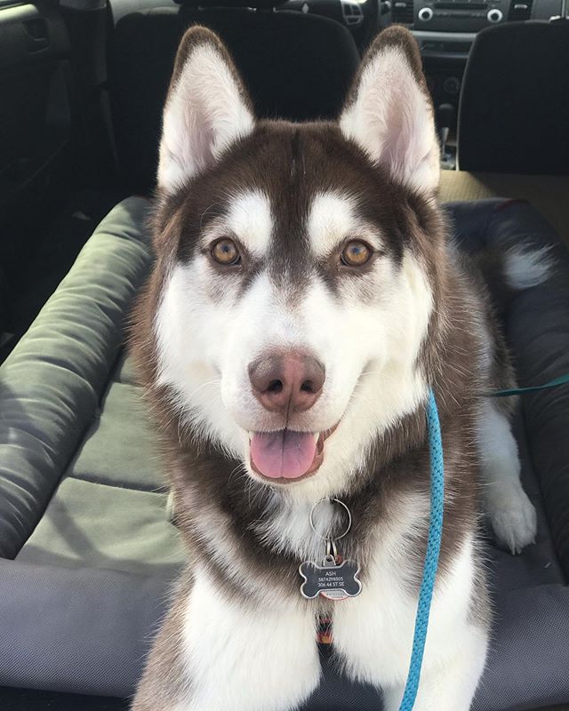 Meet Ash! He is an 11 month old Husky and we are working hard on our leash manners during our walks 👊🏻 #huskypuppies #dogsofinstagram #pet #dog #dogwalking #yycdogs #dogsofcalgary