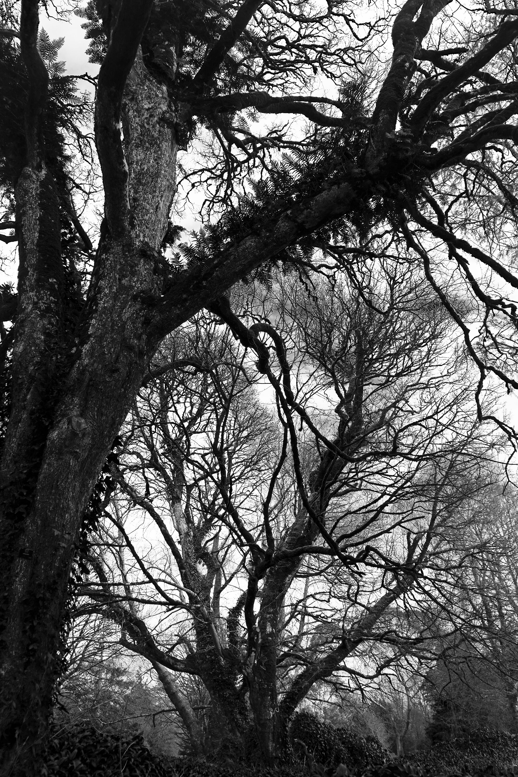 black and white trees.jpg