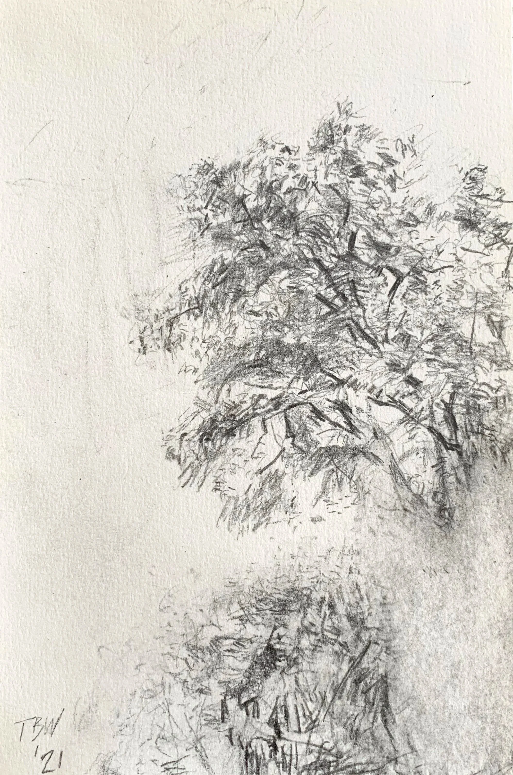 Tree Drawing, pencil on paper 9" x 5"