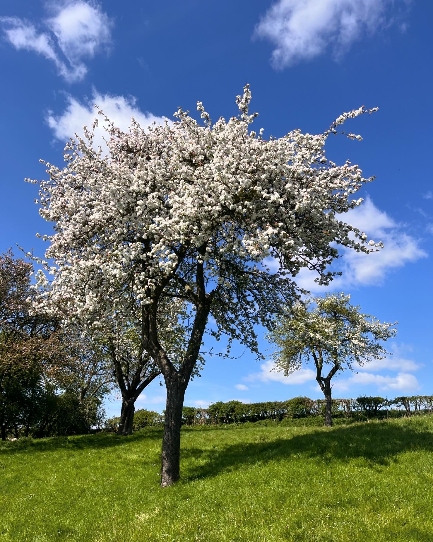 Hello sunshine ☀️ 

Some serious gratitude for this glorious day on the farm.. 🌳 

Wishing everyone a wonderful bank holiday weekend.

#sun #happy #trees #blossom #simple #simplethings