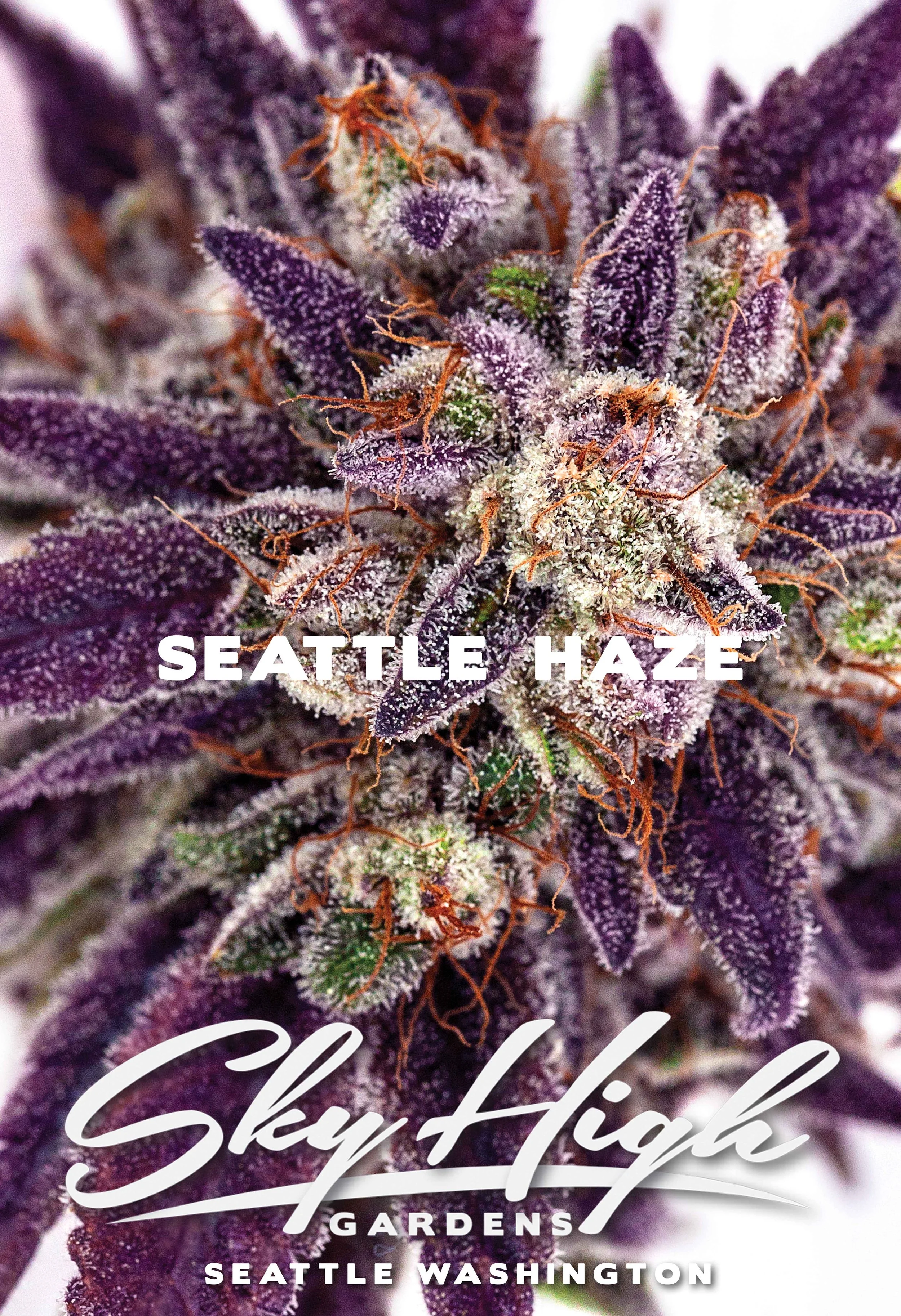 Seattle Haze Bud _ Poster _ 13x19 copy.jpg