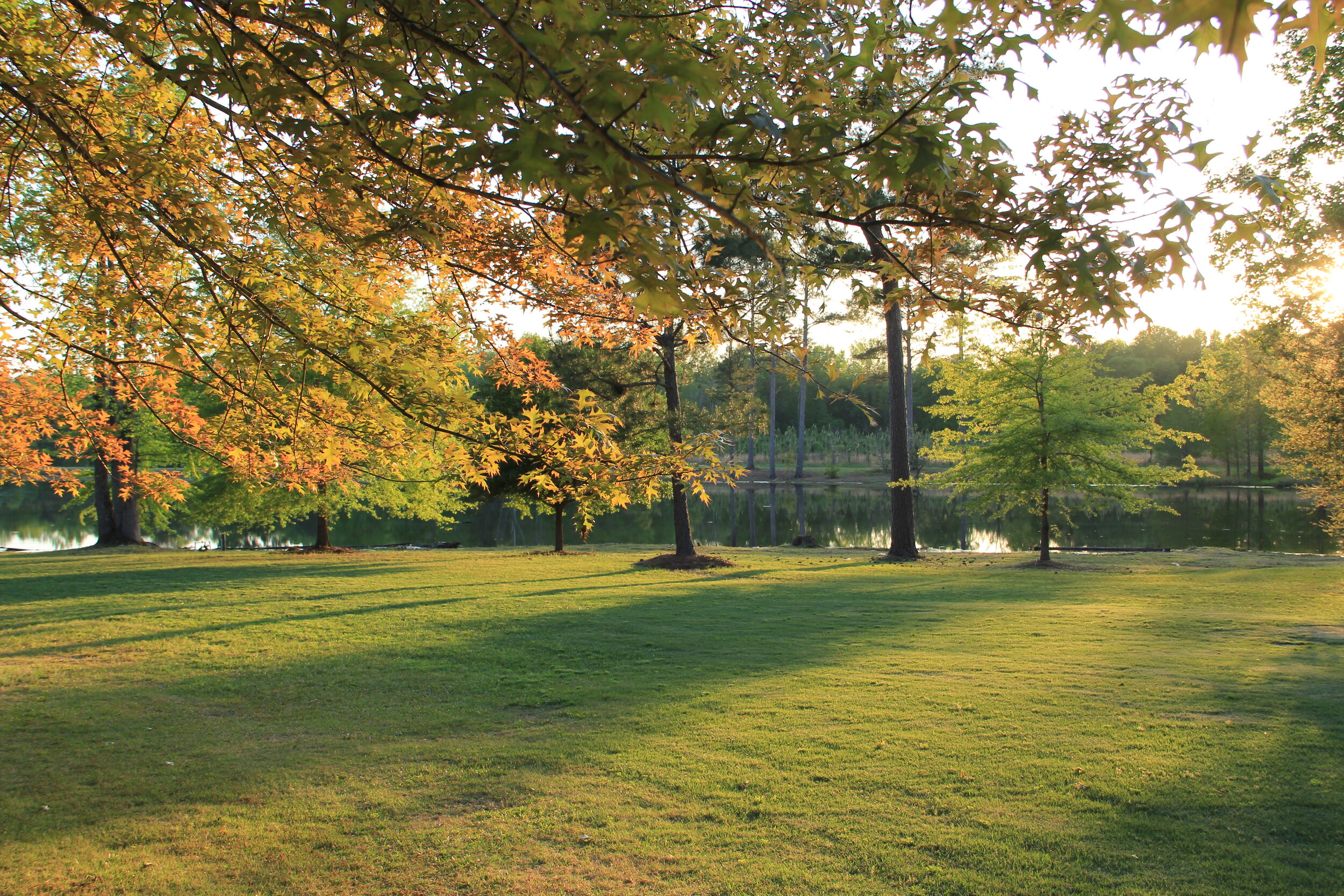 fall leaves.JPG