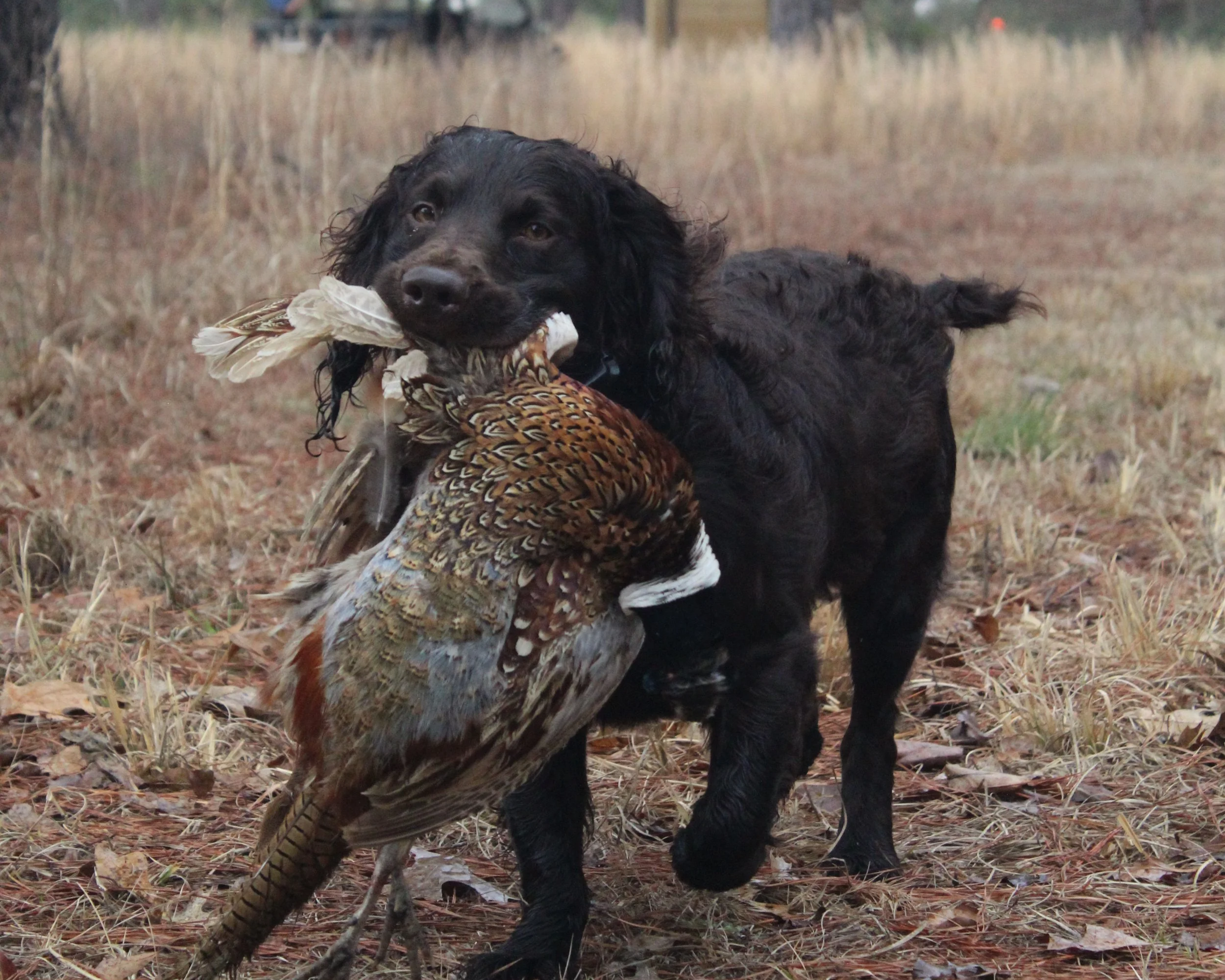 PHEASANT SHOOT BIRD RETREIVING DOG AT AUBURN OAKS FARM