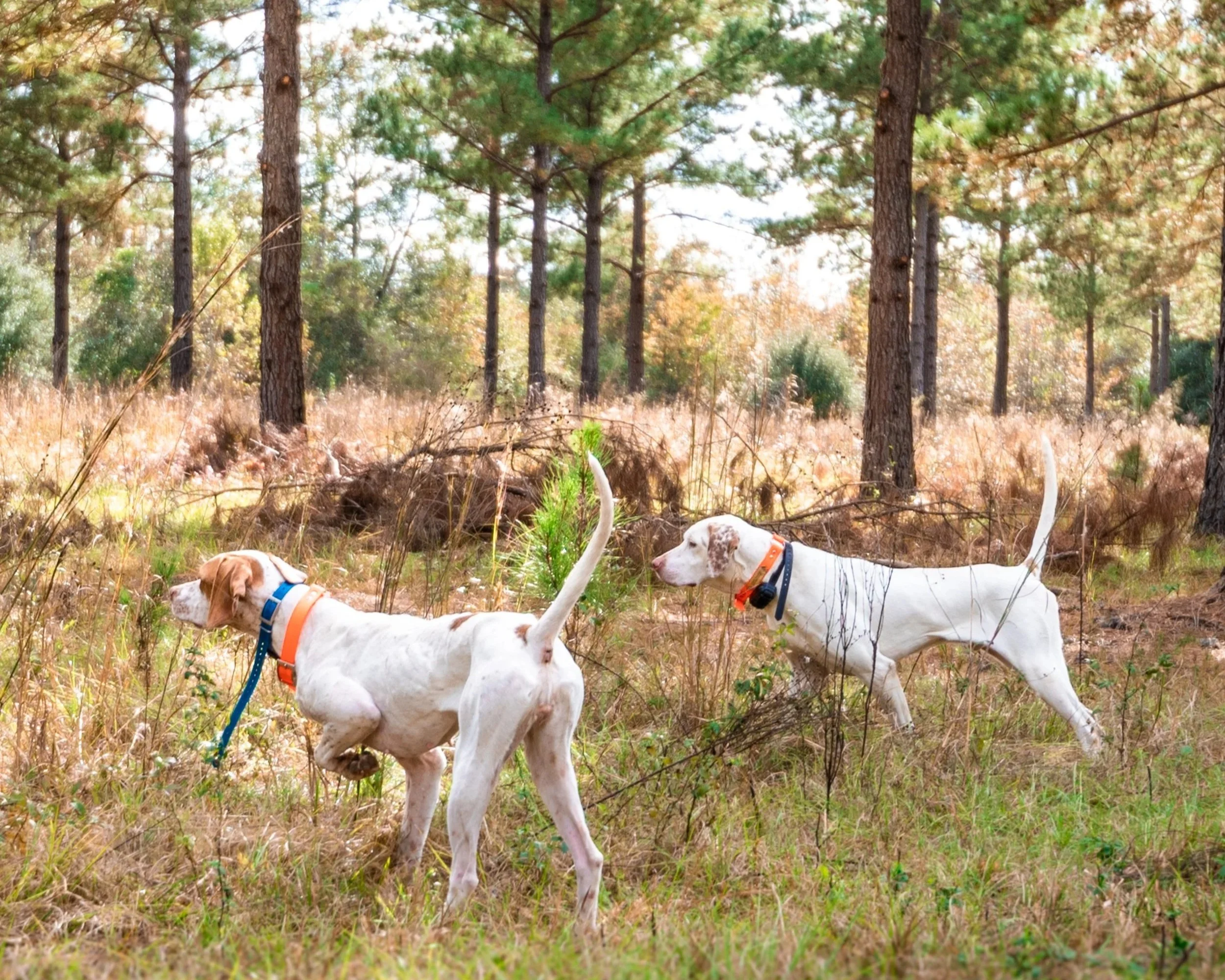 QUAIL HUNTING DOGS ON POINT AT AUBURN OAKS FARM