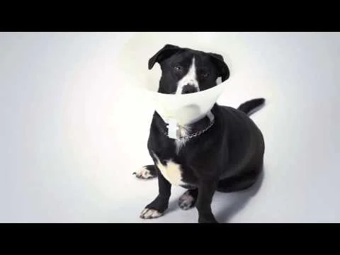Humane Society - Spay & Neuter Spot