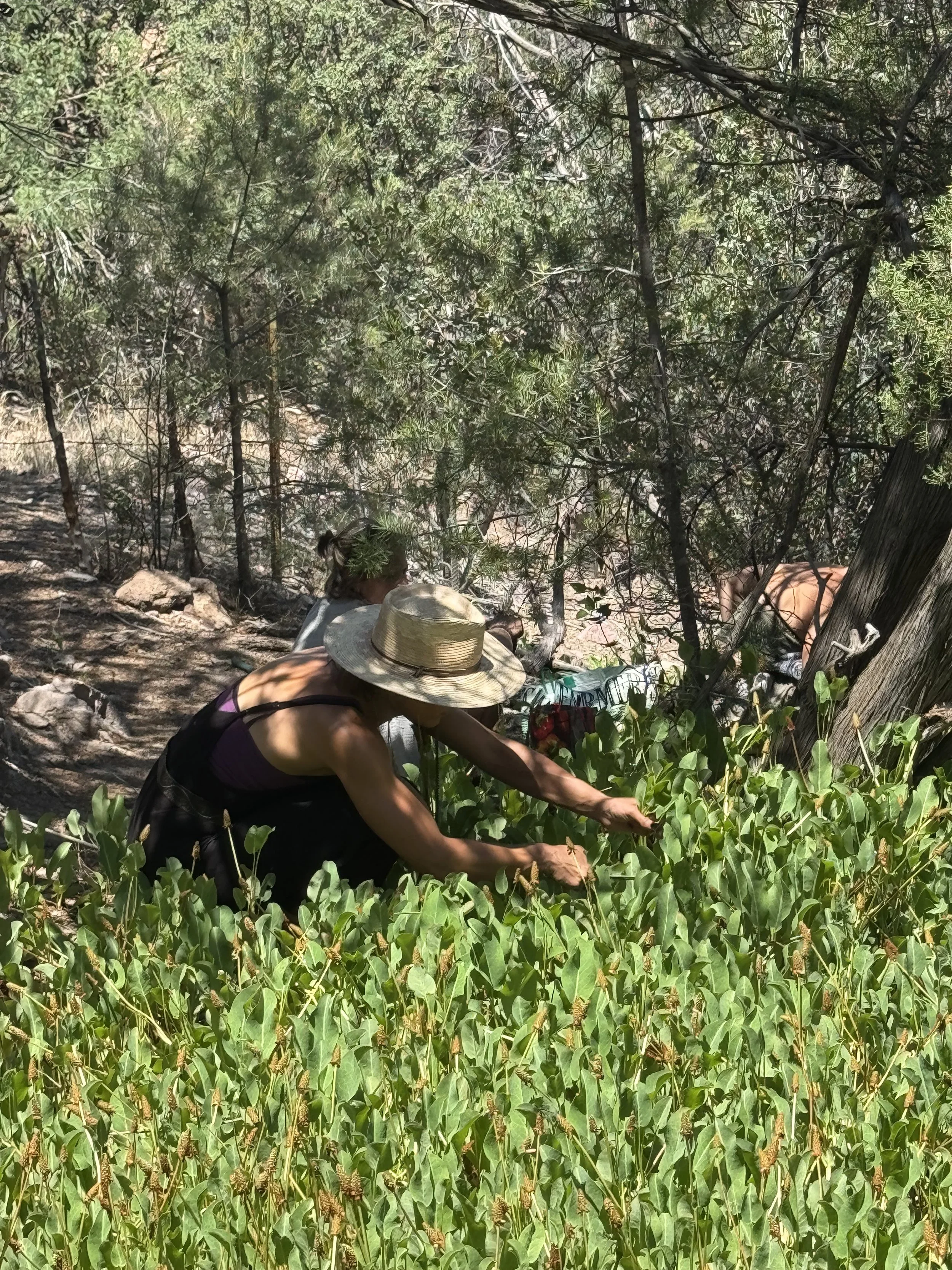 People gathered in a forest, foraging for herbal remedies and healing herbals for herbal consultations or picking plants or berries, with trees and bushes around them.
