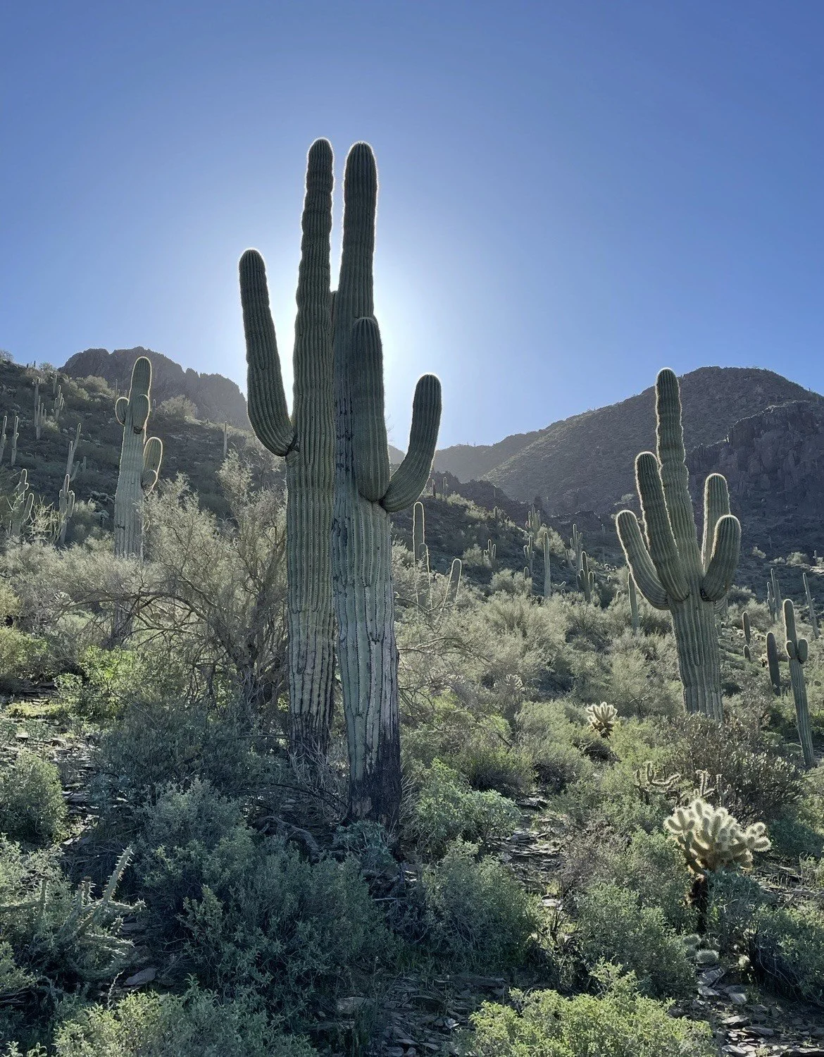 wild west herbals and the frontier of intuitive wisdom, Sunlit desert scene featuring tall saguaro cacti with mountain background and clear blue sky.