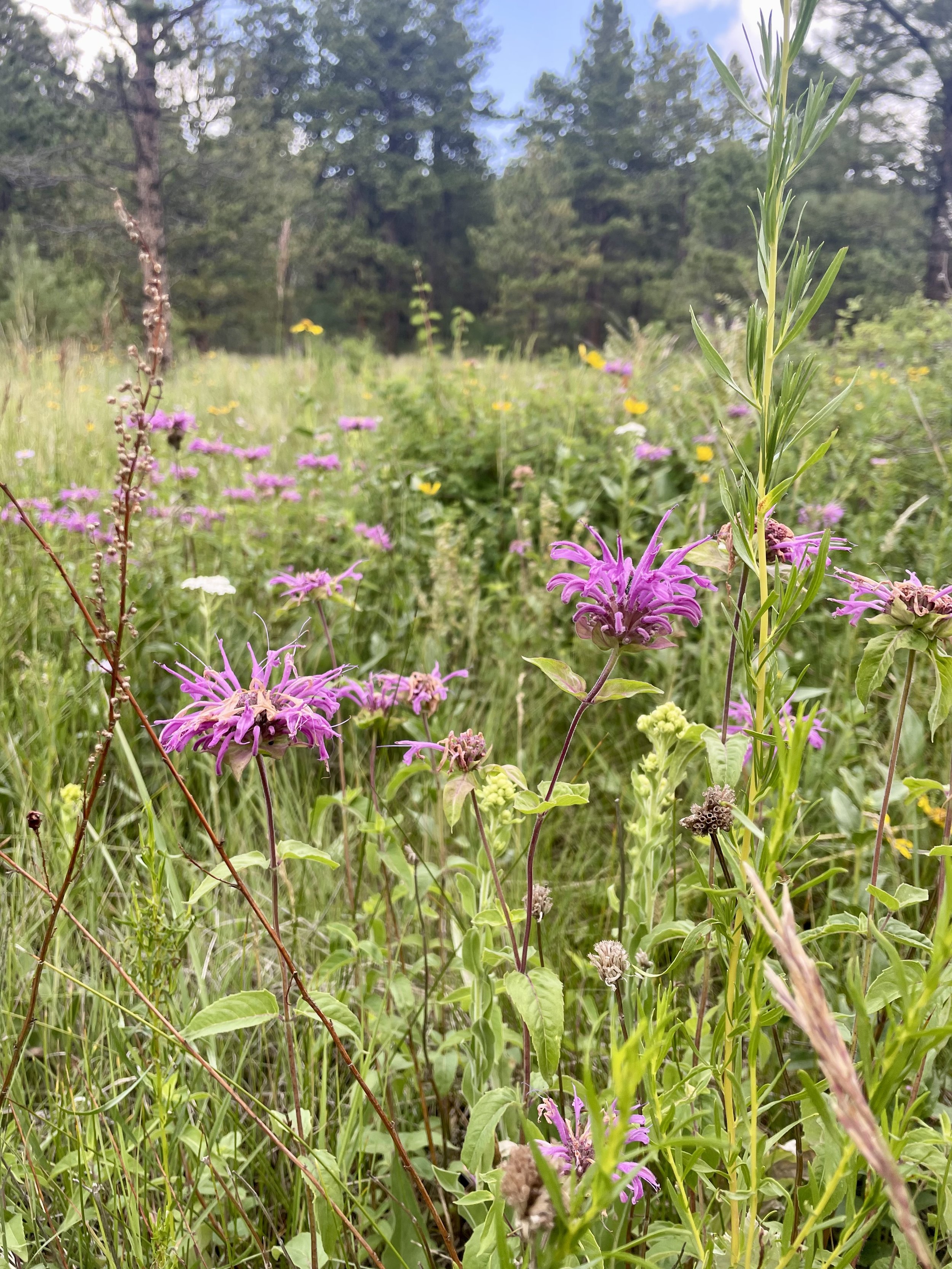 foraging for healing herbs and creating herbal remedies. Wildflowers with pink, white, and yellow blooms in a grassy field, with trees and a partly cloudy sky in the background.