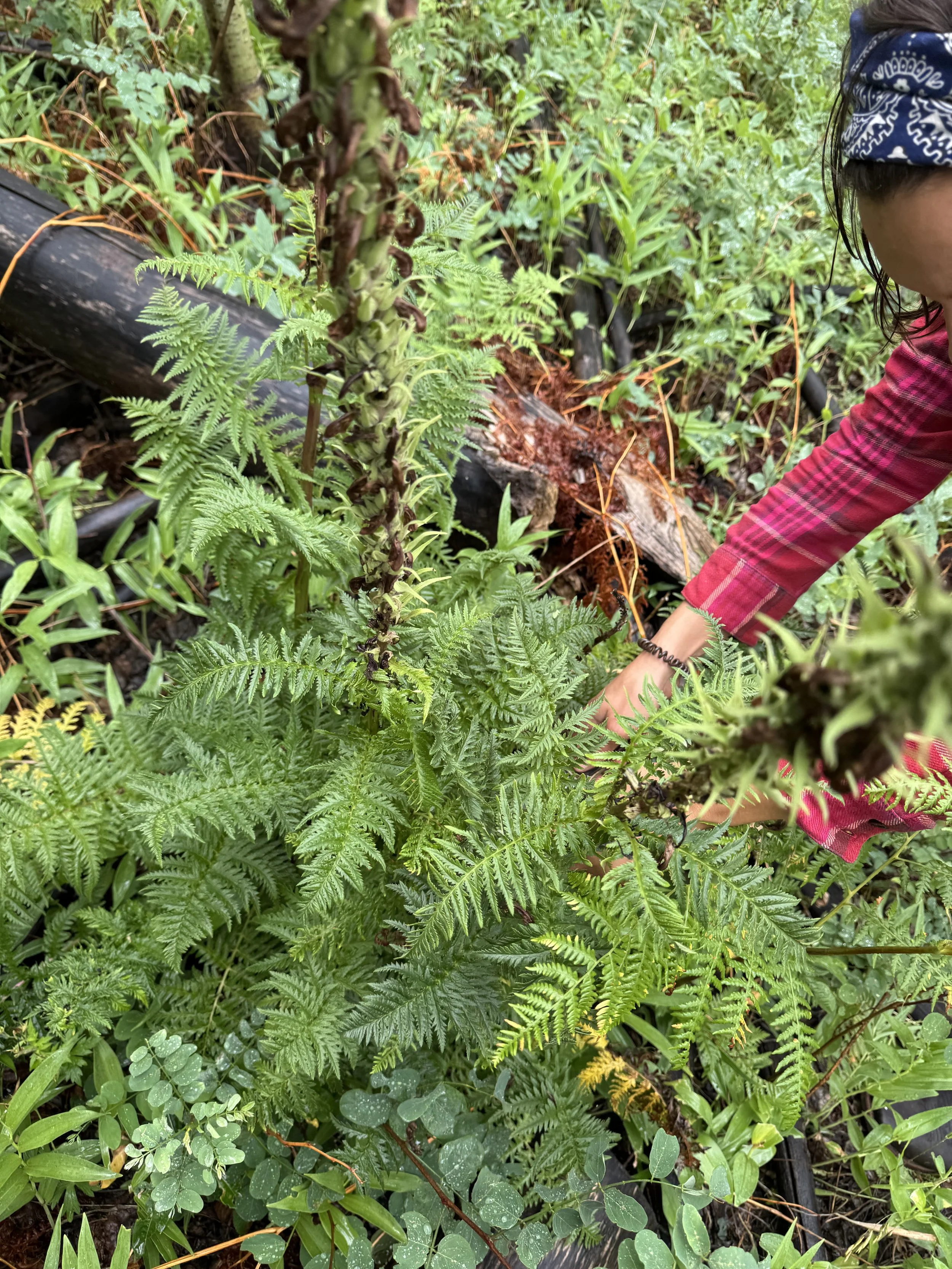 foraging for healing herbs to create herbal remedies. Person cutting or digging in lush green forest with various plants and ferns, wearing a red jacket and a blue bandana.