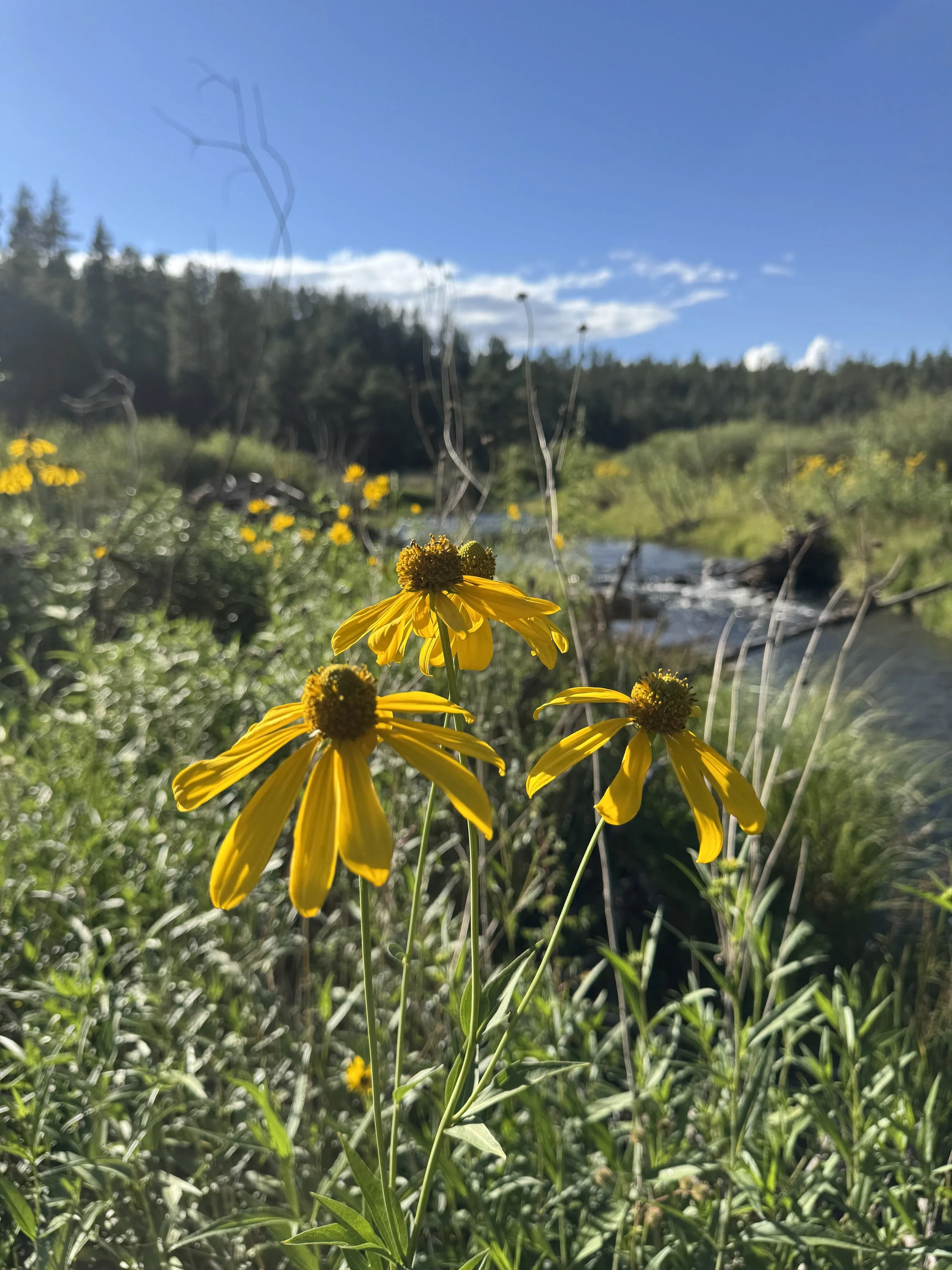 foraging for healing herbs to create herbal remedies. Yellow wildflowers blooming near a river with a forest and blue sky in the background.