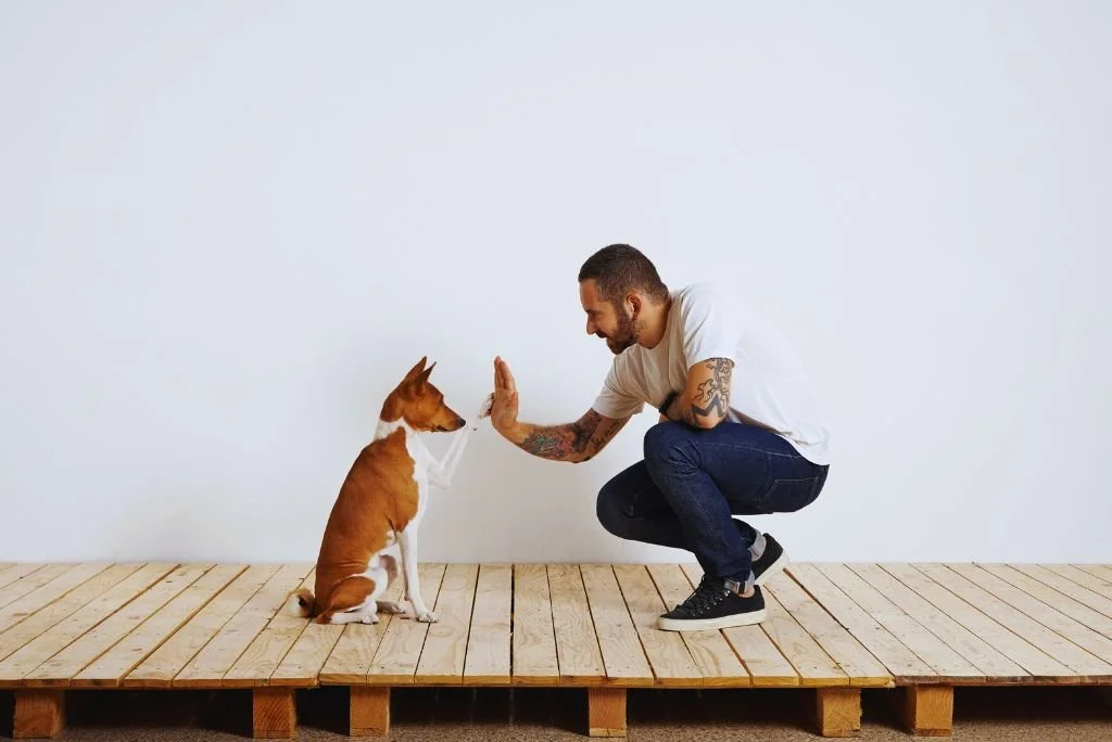 Dog Training Basics A StepbyStep Guide for Beginners — The Trusted