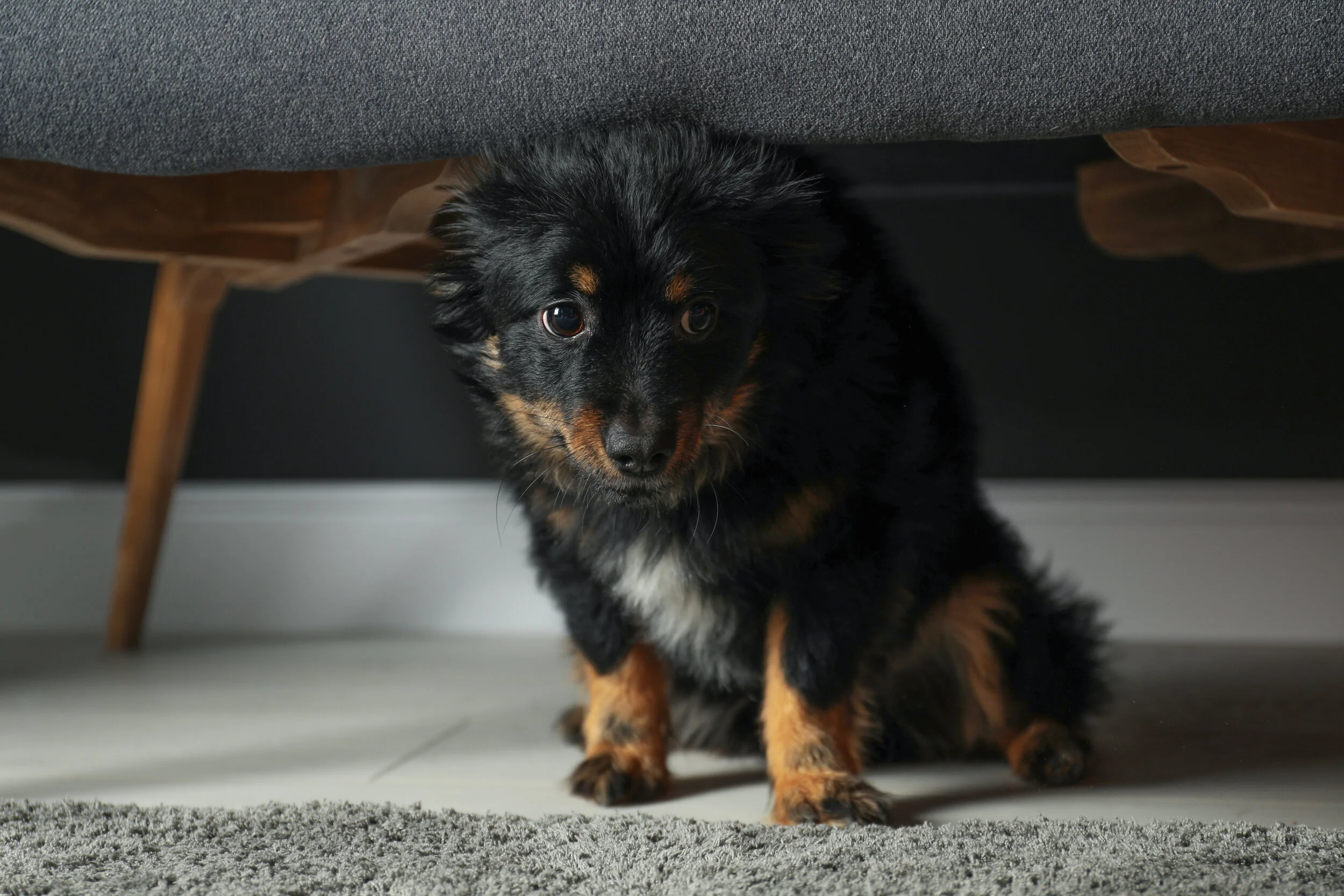 How to Help My Dog Overcome Anxiety