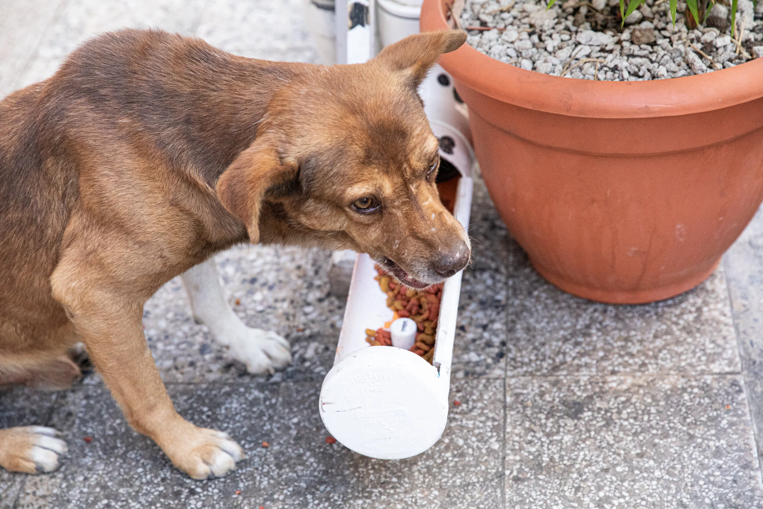 How to Deal with Toy Aggression, Food Aggression, and Resource Guarding