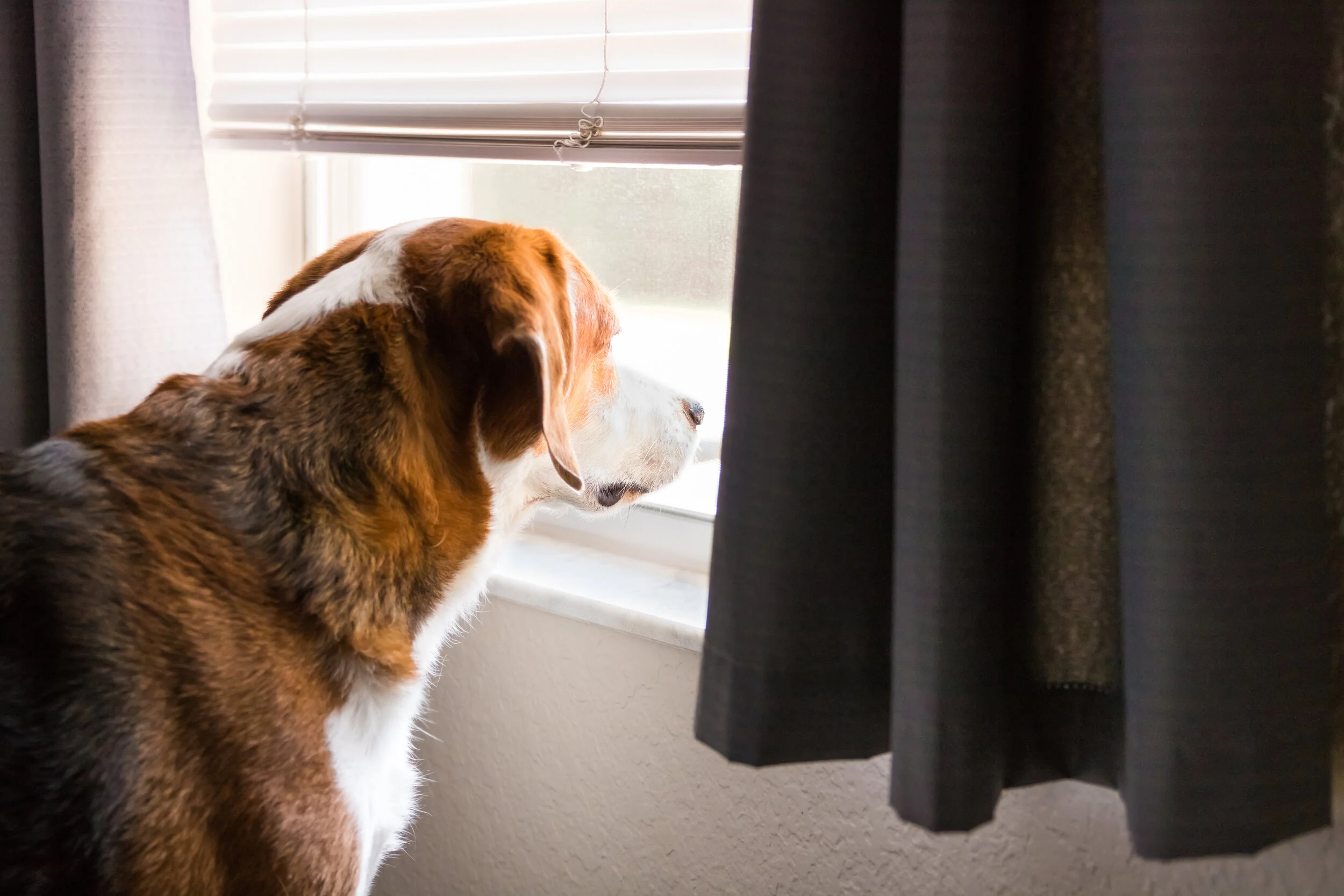 How to Help My Dog With Separation Anxiety
