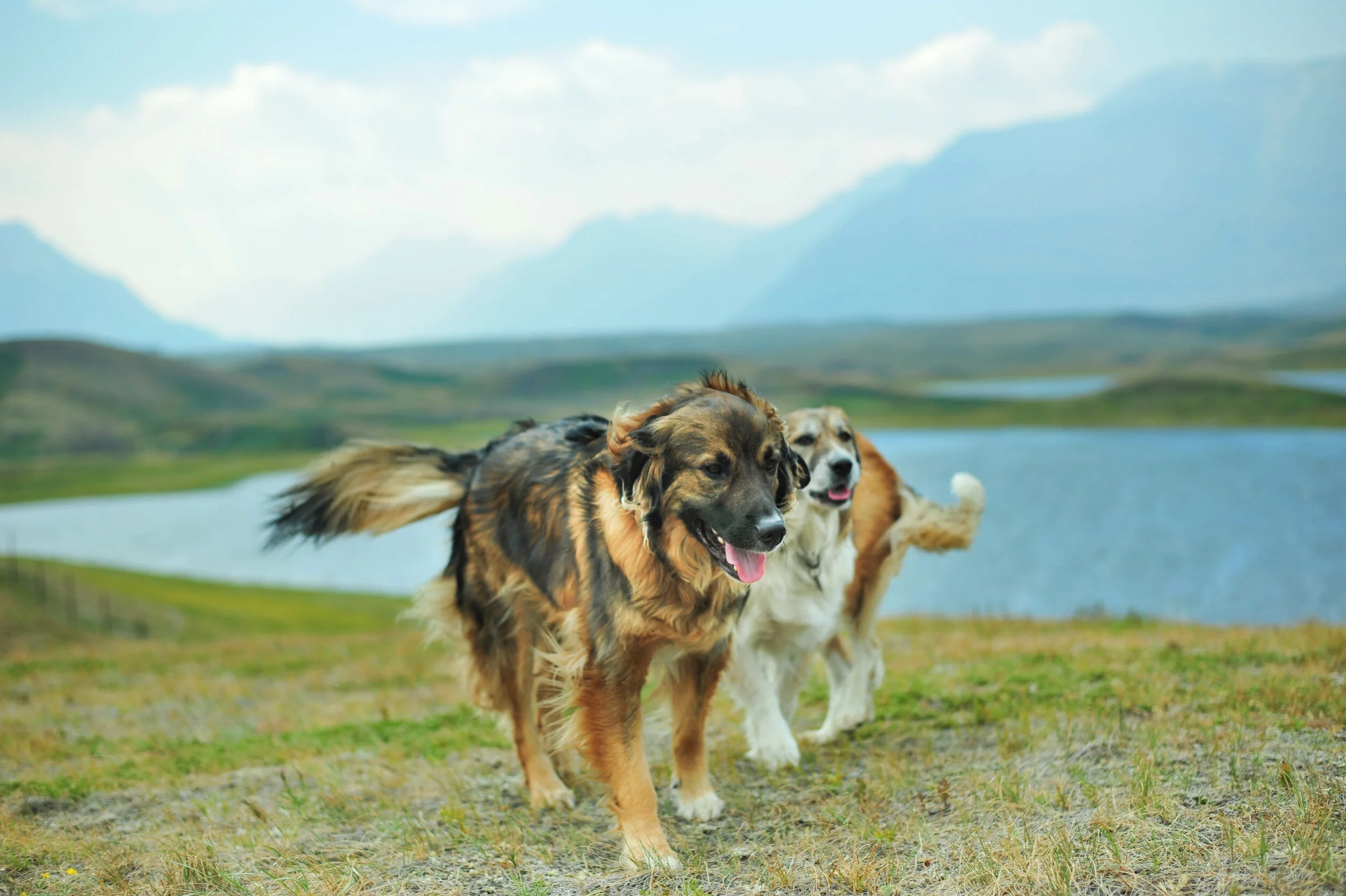 How Do I Get My Dog to Listen Off Leash?