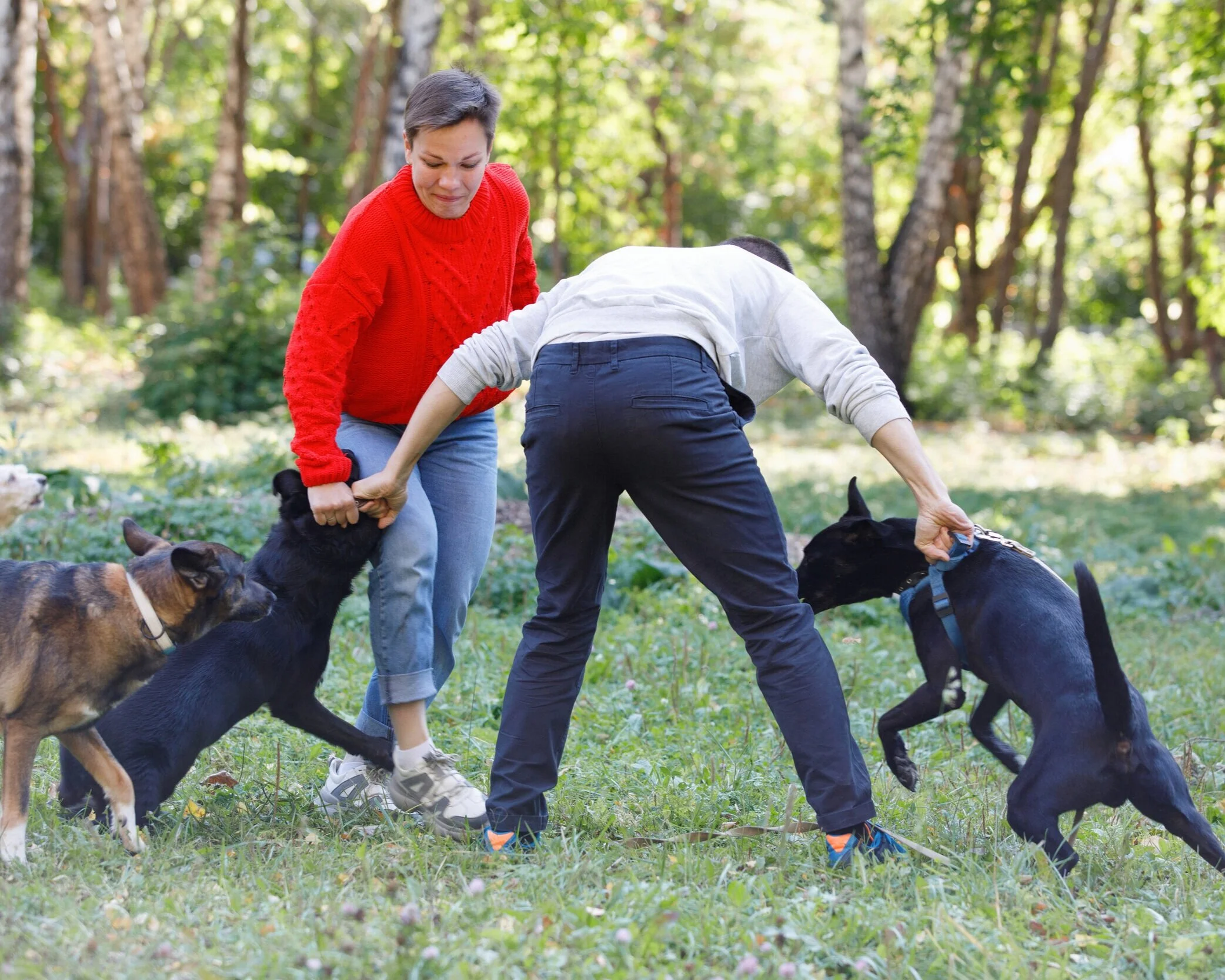 Dog Training Massanutten VA The Trusted Companion
