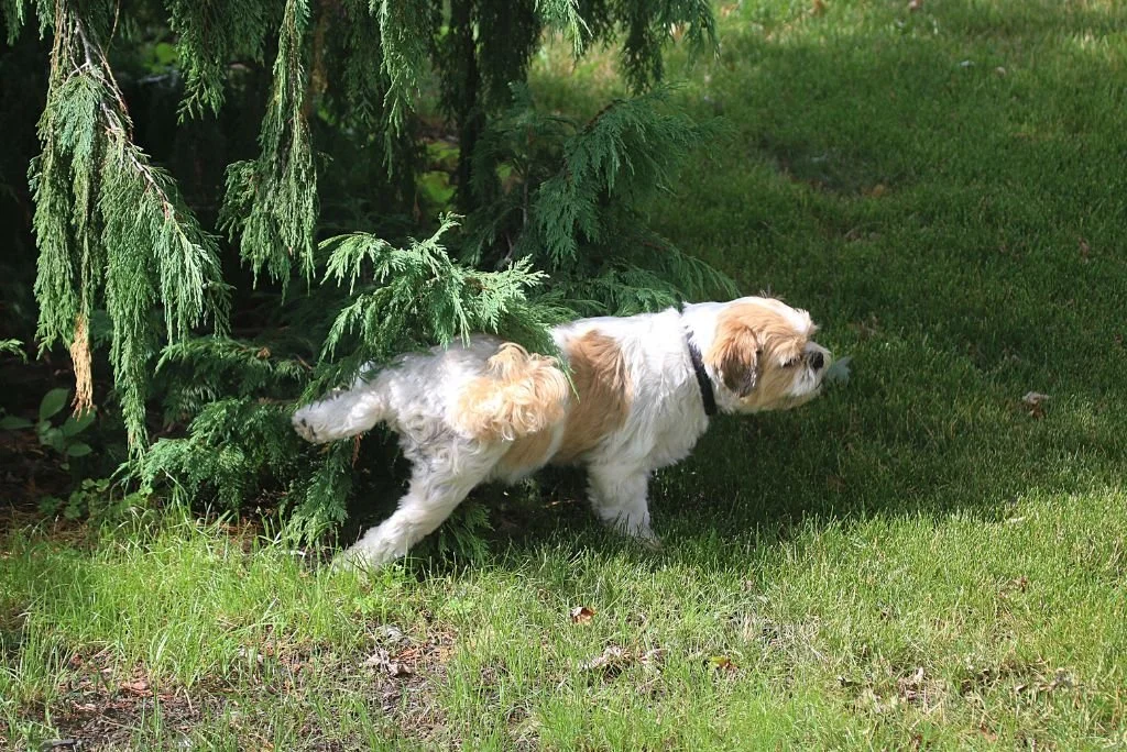 Peeing Dog Using Toilet Dog Splash Pad TITA-DONG Puppy Training