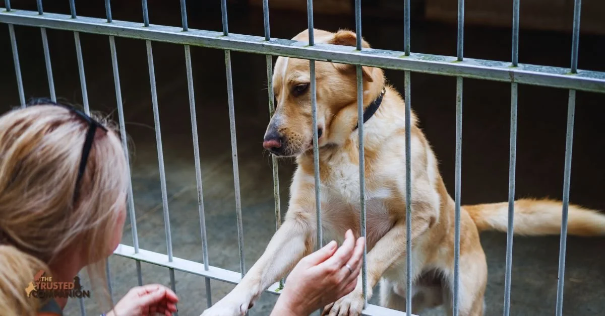 picking a dog breed