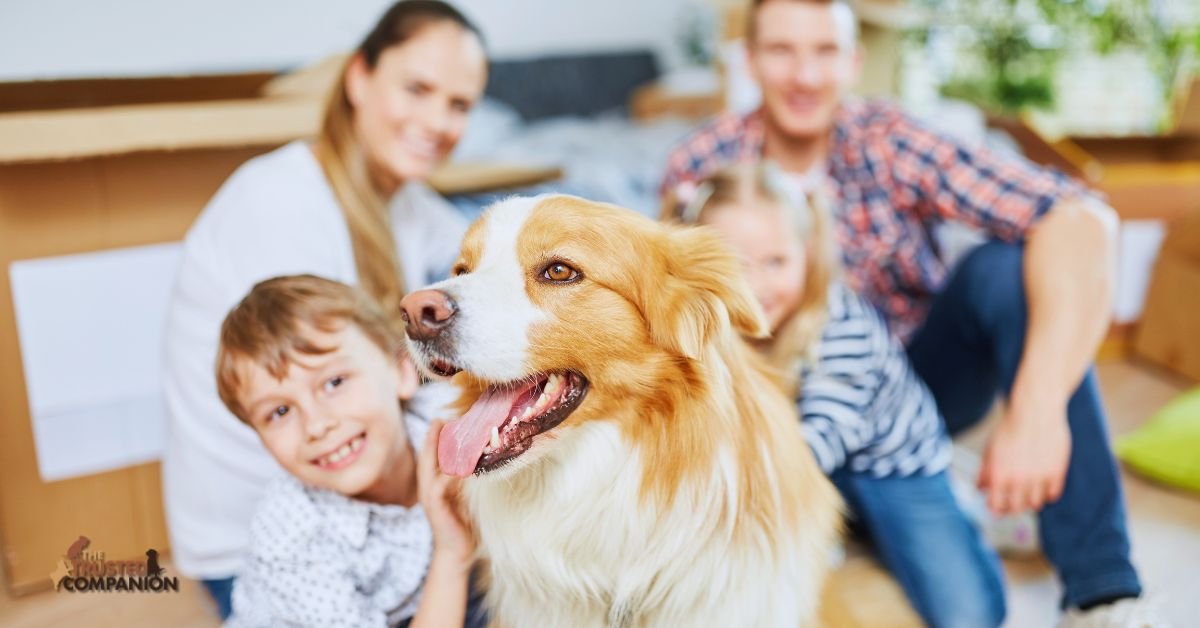 dog adjusting to new home