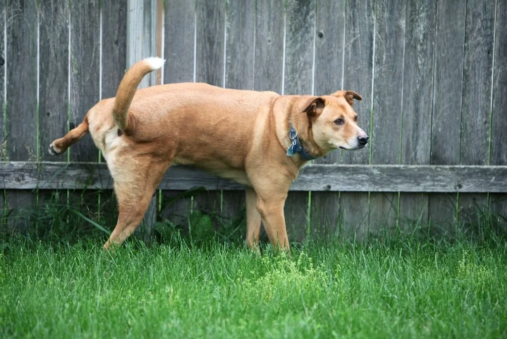 How to Stop a Dog From Peeing When Excited — The Trusted Companion