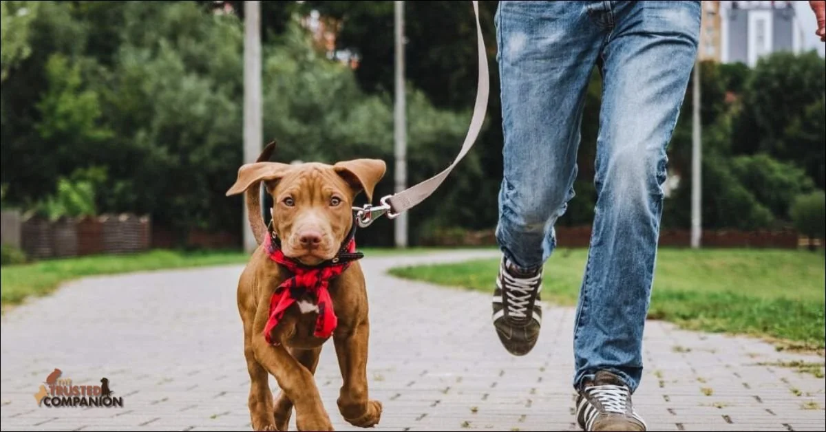 dog parks in virginia