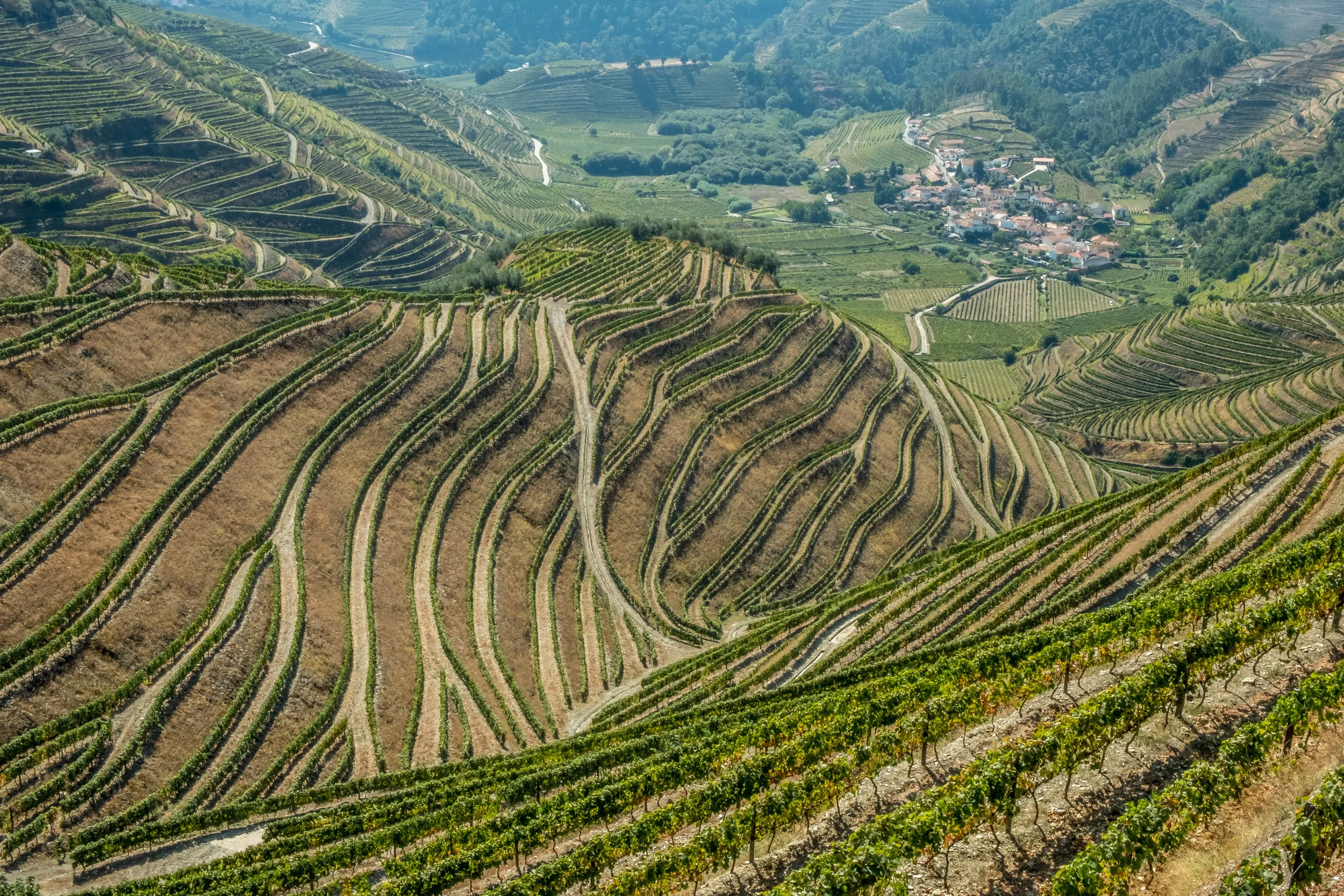 Field Blends and Their Overriding Influence
